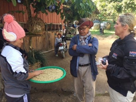 Arabica and Robusta coffee in the Golden Triangle