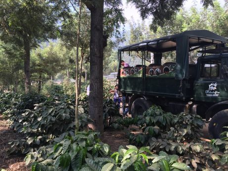 The Scotties search for Arabica beans in Honduras
